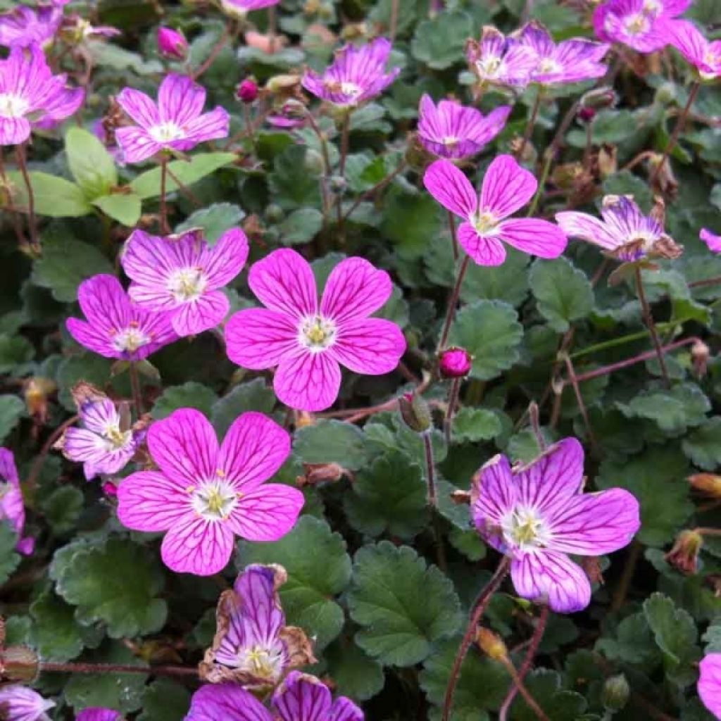 Erodium Bishop's Form - Alfileria