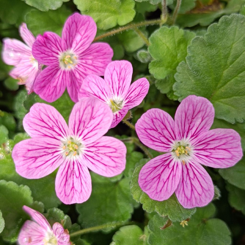 Erodium Bishop's Form - Alfileria