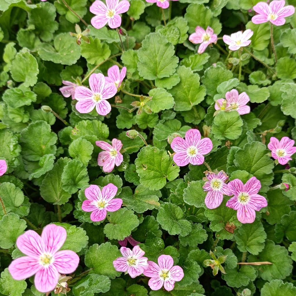 Erodium Bishop's Form - Alfileria