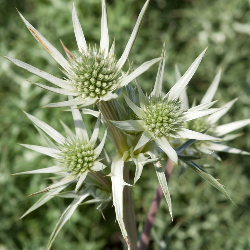 Eryngium zabelii Jos Eijking - Eringio
