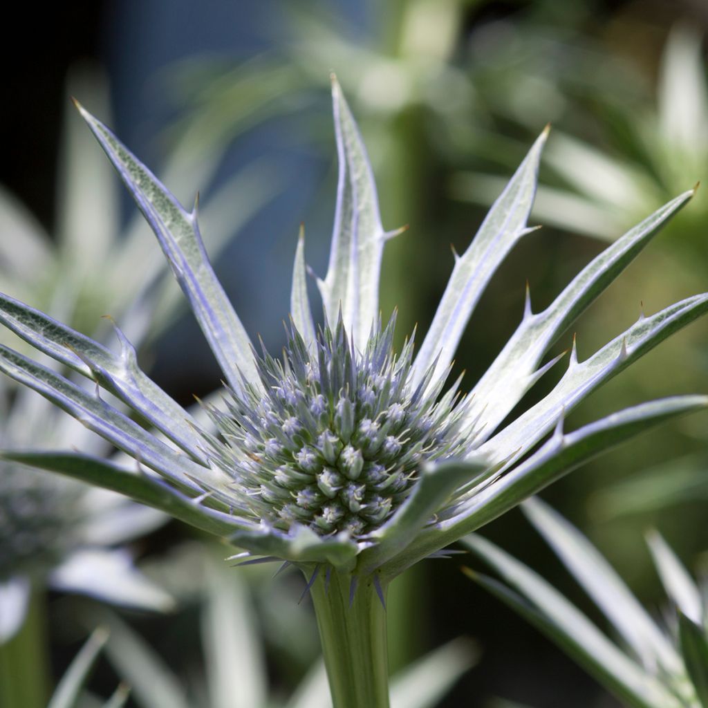 Eryngium zabelii Jos Eijking - Eringio