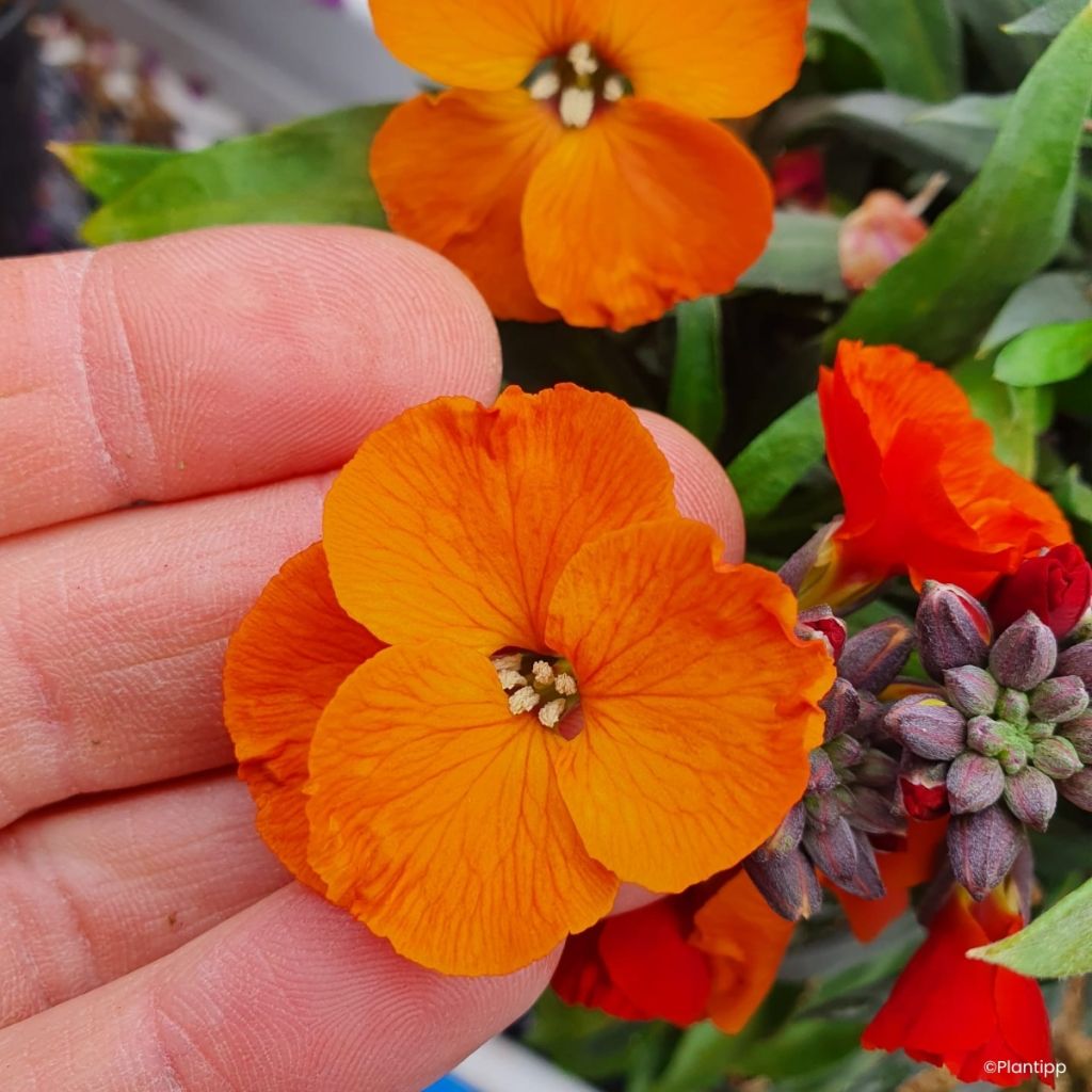 Erysimum Colour Vibe Orange - Alhelí