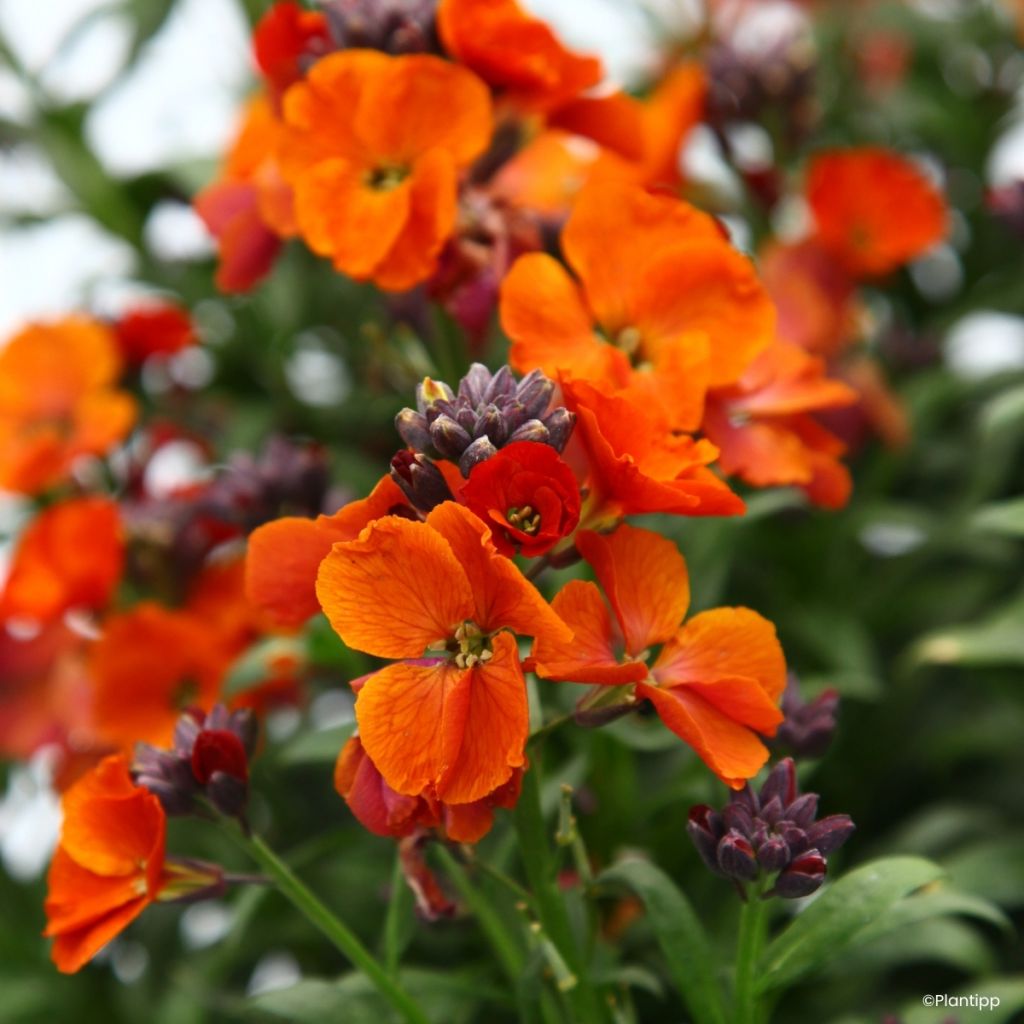 Erysimum Colour Vibe Orange - Alhelí