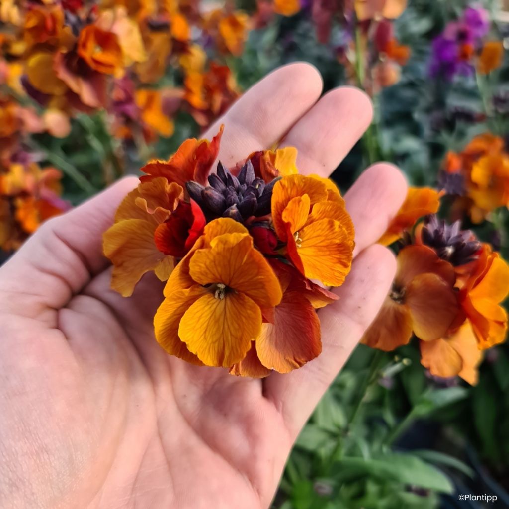 Erysimum Colour Vibe Orange - Alhelí