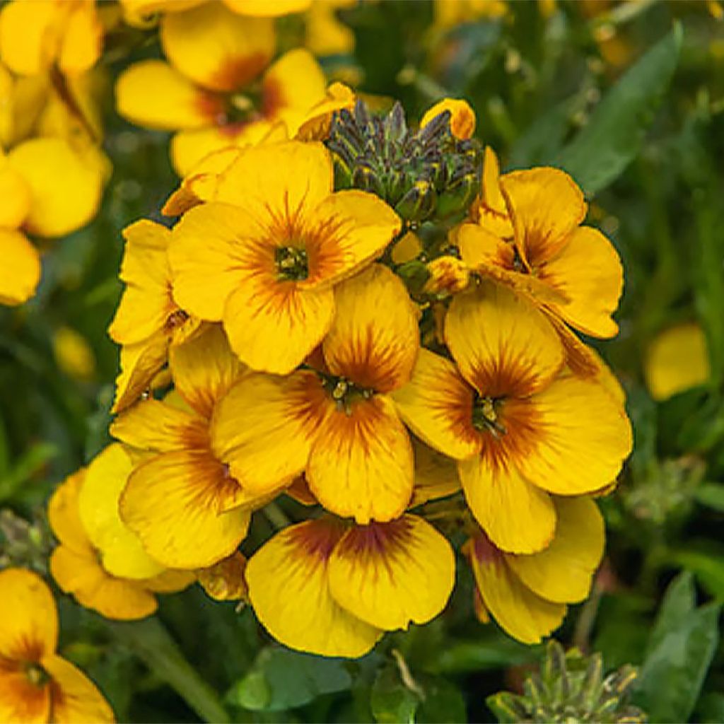 Erysimum Winter Spirit - Alhelí