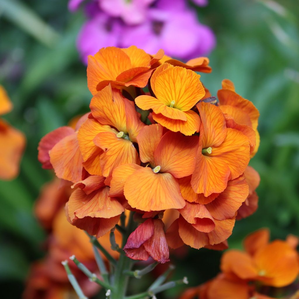 Erysimum Winter Touch - Alhelí