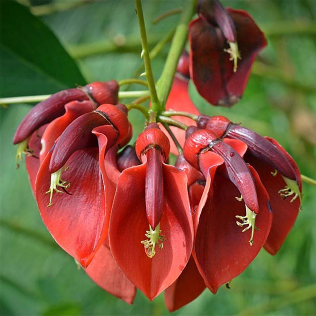 Erythrina crista-galli - Ceibo