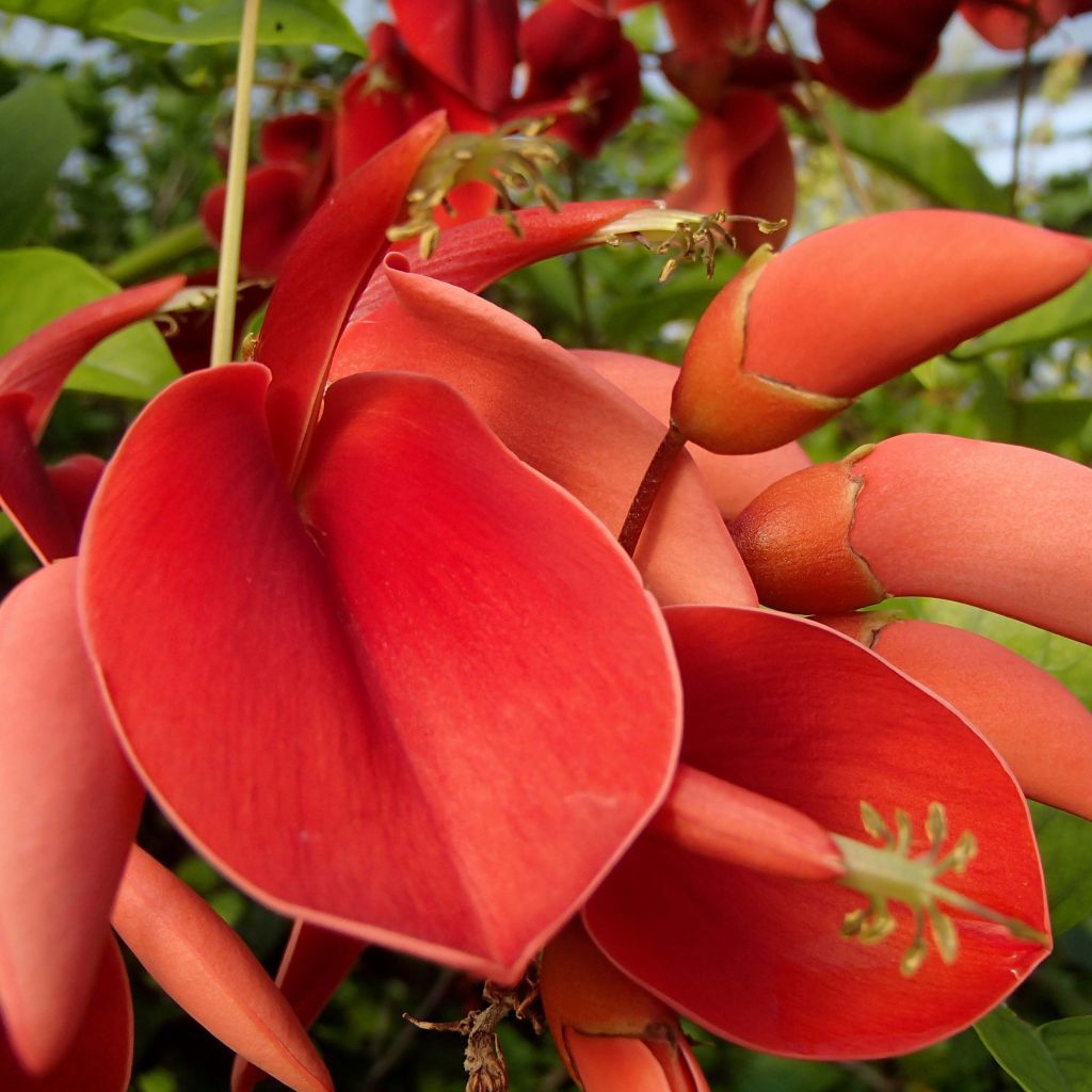 Erythrina crista-galli - Ceibo