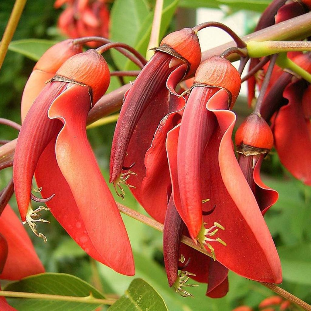Erythrina crista-galli - Ceibo