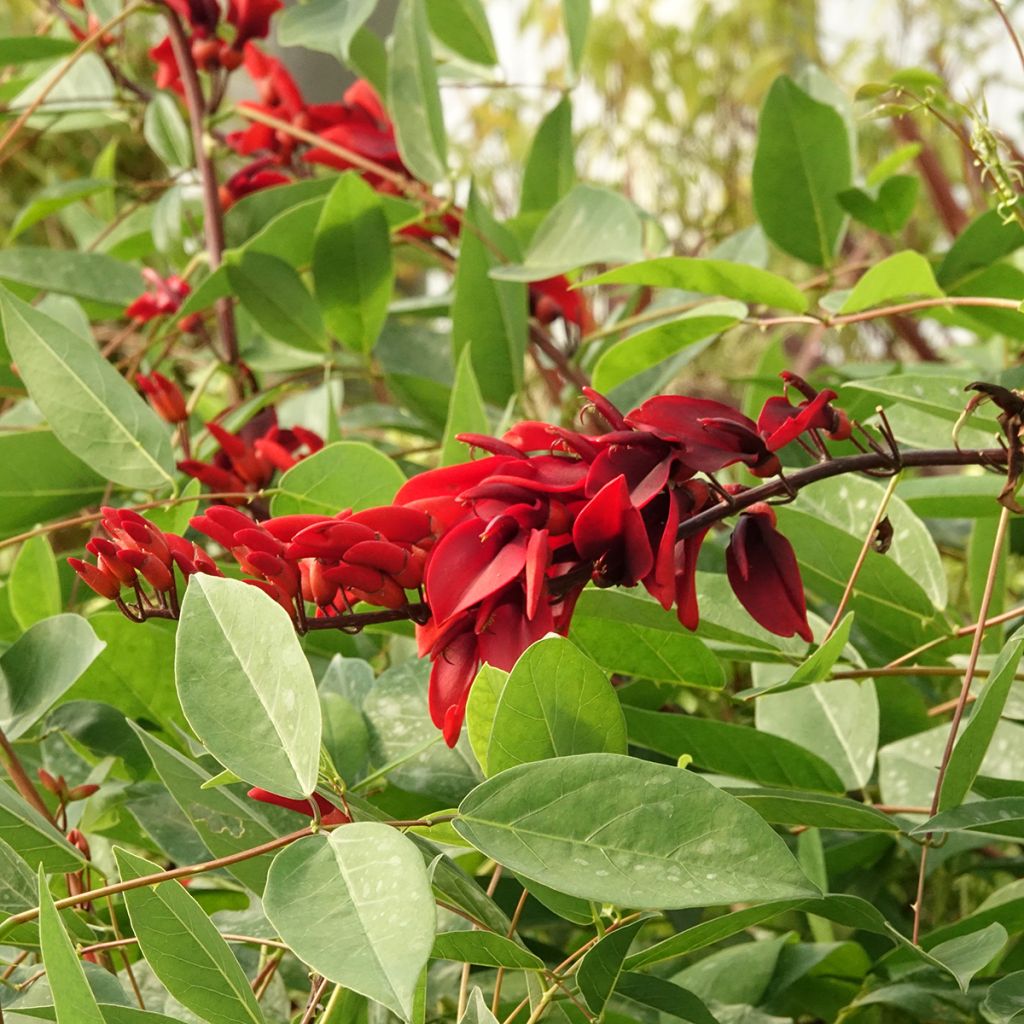 Erythrina crista-galli (semillas) - Ceibo
