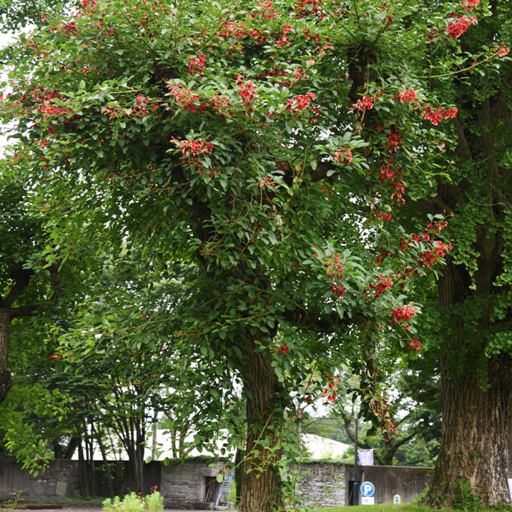 Erythrina crista-galli - Ceibo