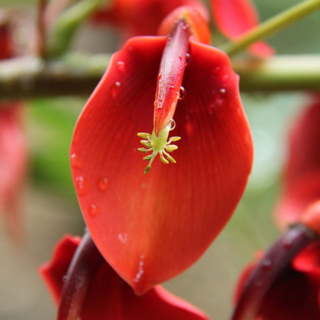 Erythrina crista-galli Compacta - Ceibo