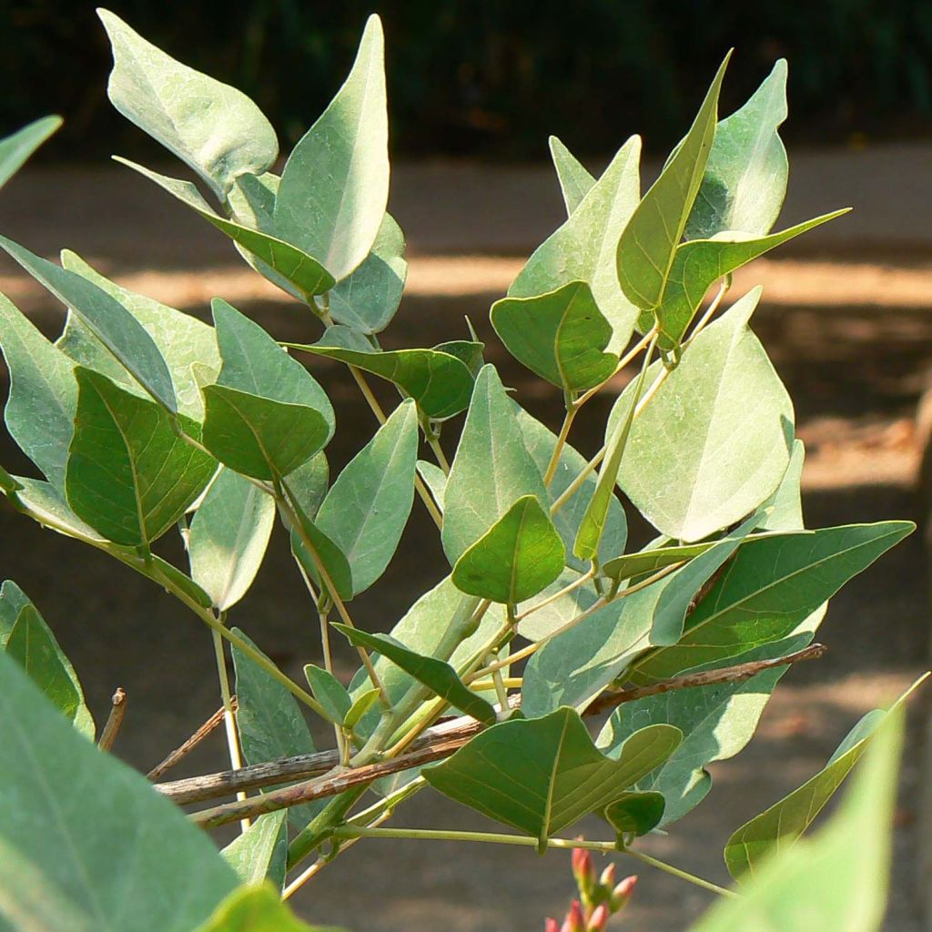 Erythrina bidwillii - Coralito