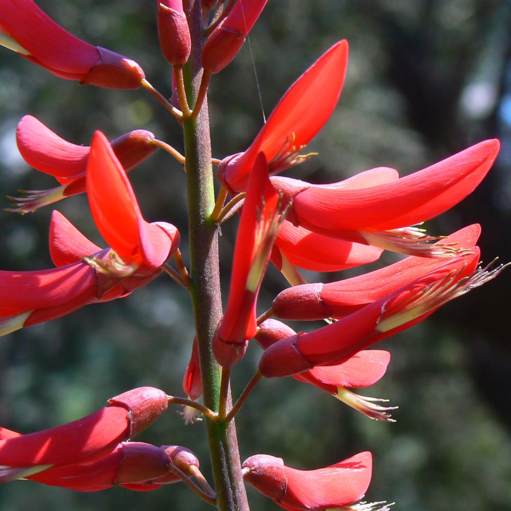 Erythrina bidwillii - Coralito