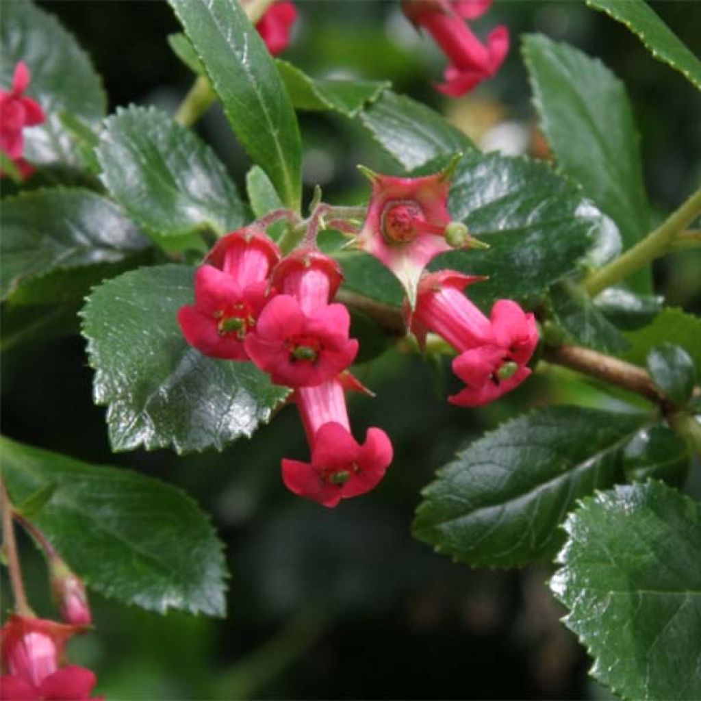 Escallonia rubra var. macrantha Crimson Spire