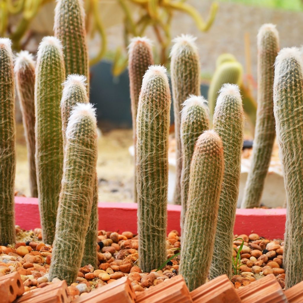 Cactus - Espostoa churinensis