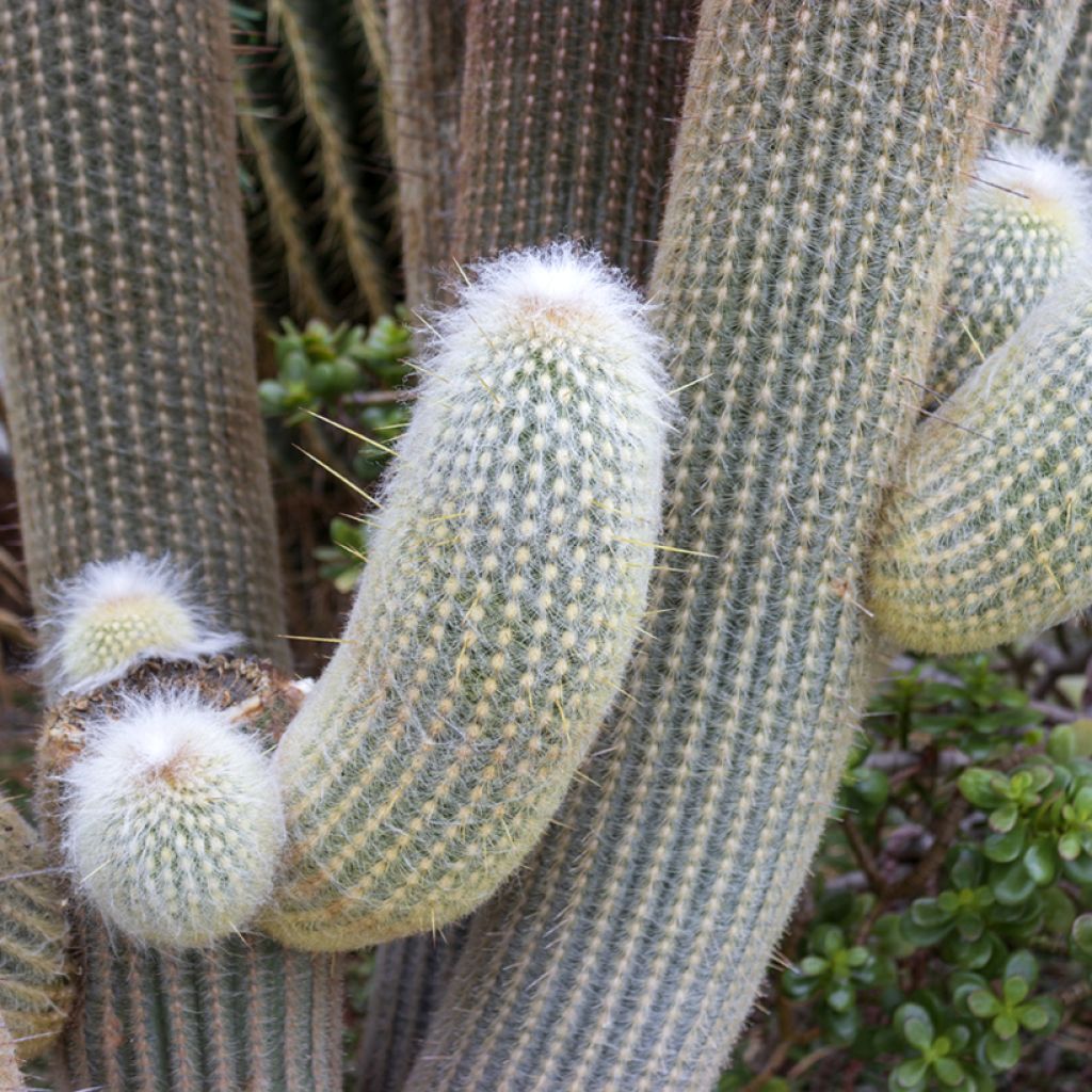Cactus - Espostoa lanata