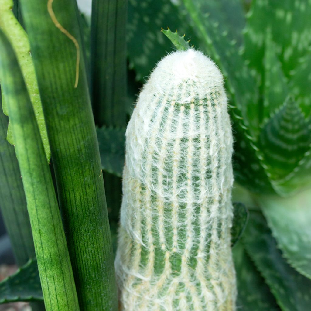 Cactus - Espostoa lanata