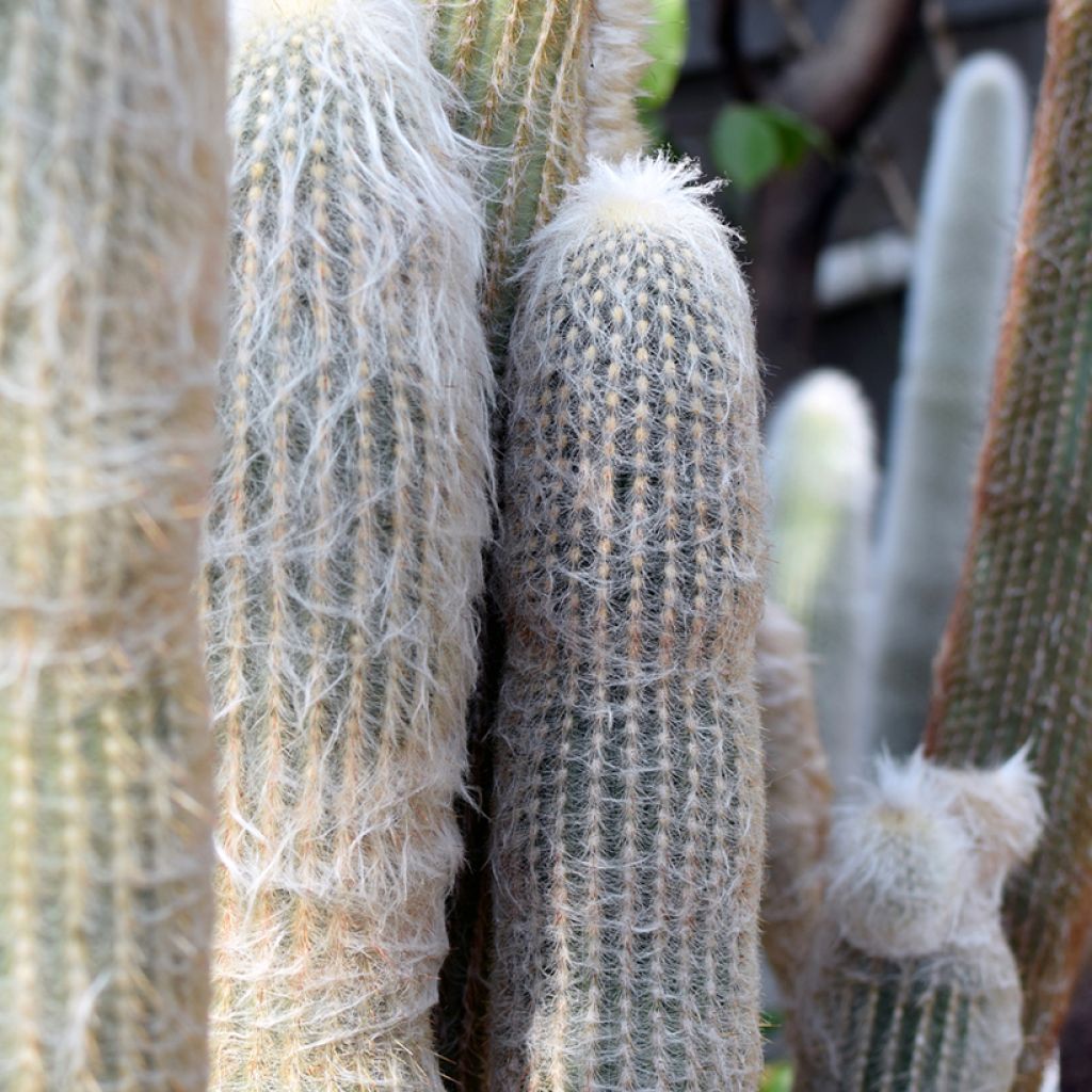 Cactus - Espostoa lanata