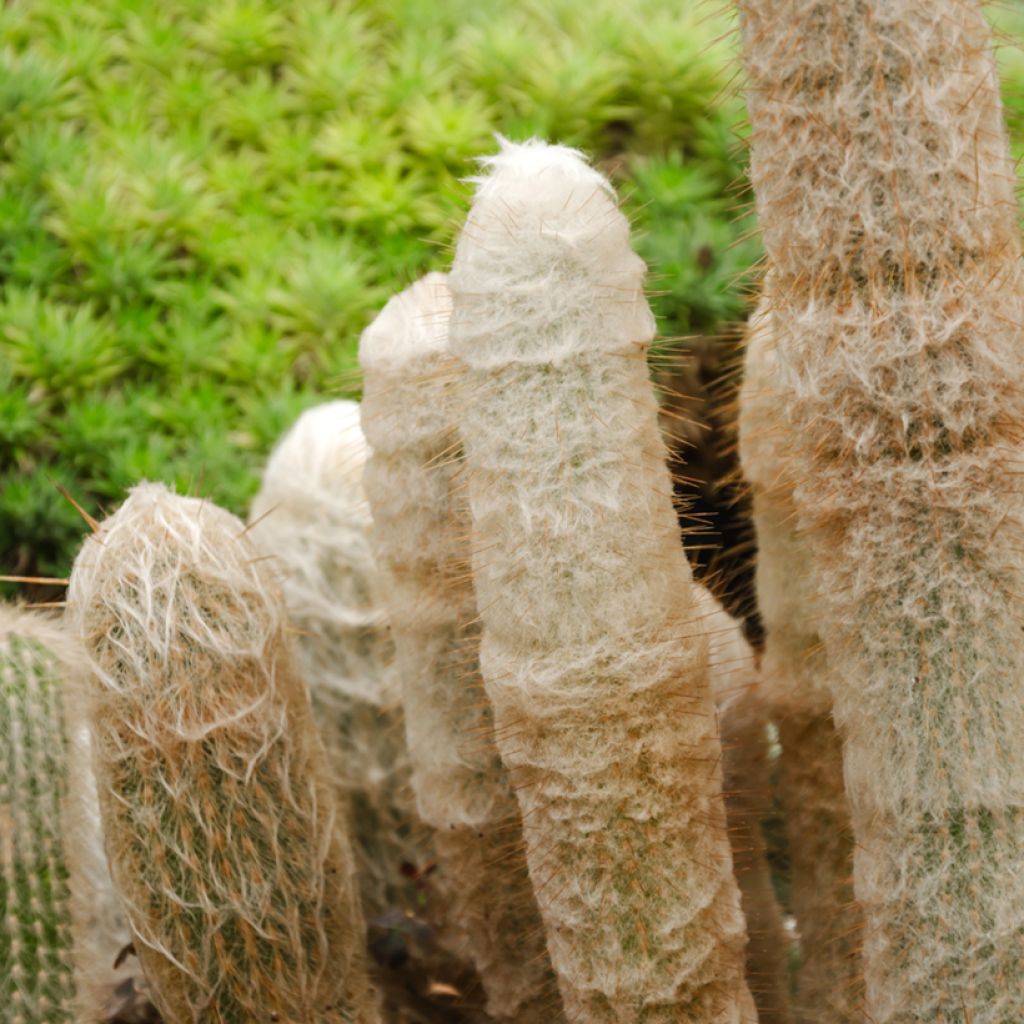 Cactus - Espostoa lanata