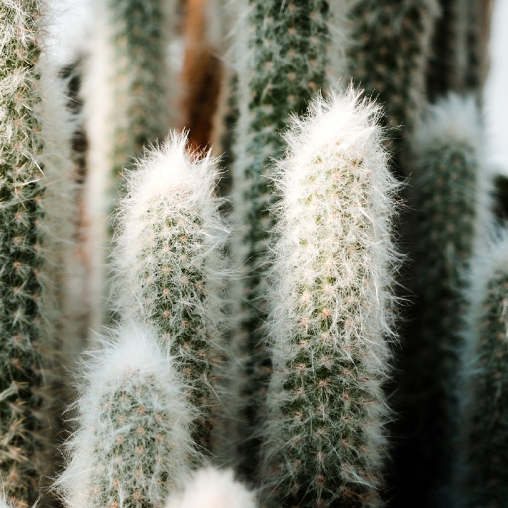 Cactus - Espostoa lanata