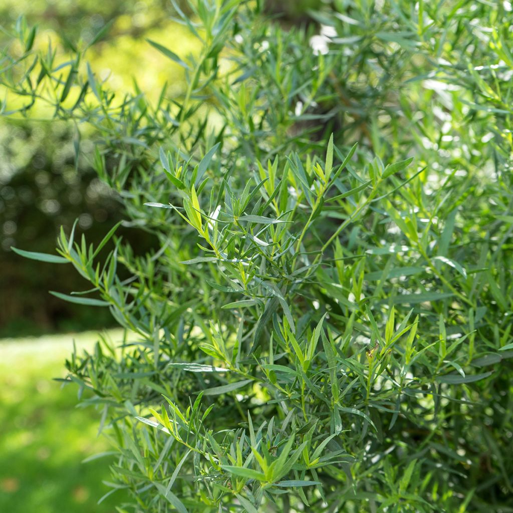 Estragón ruso - Artemisia dracunculoides