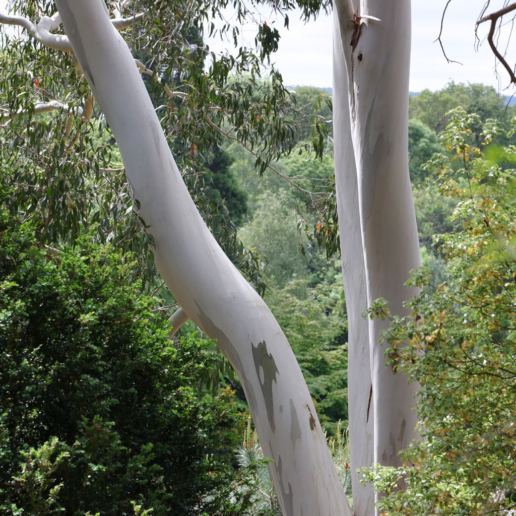 Eucalyptus archeri - Eucalipto de Archer