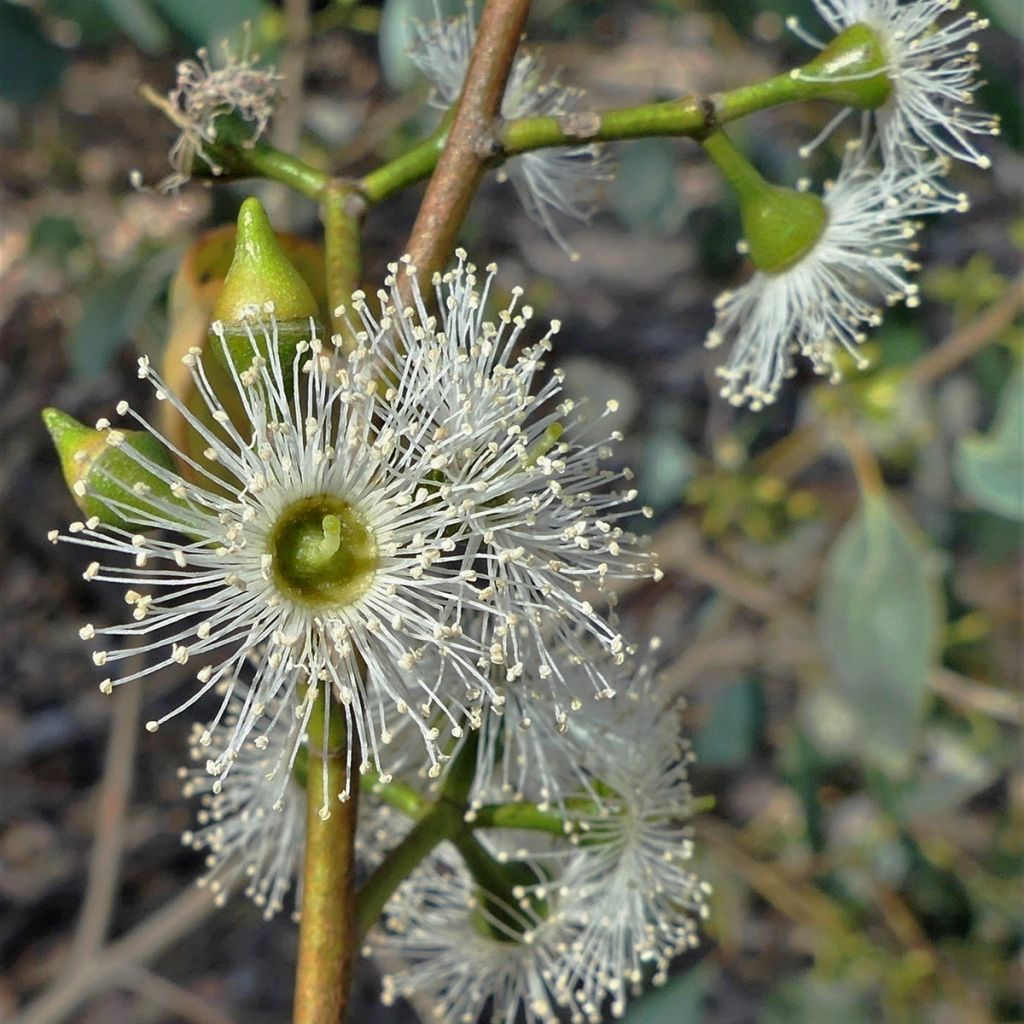 Eucalyptus camphora subsp humeana - Eucalipto de Hume