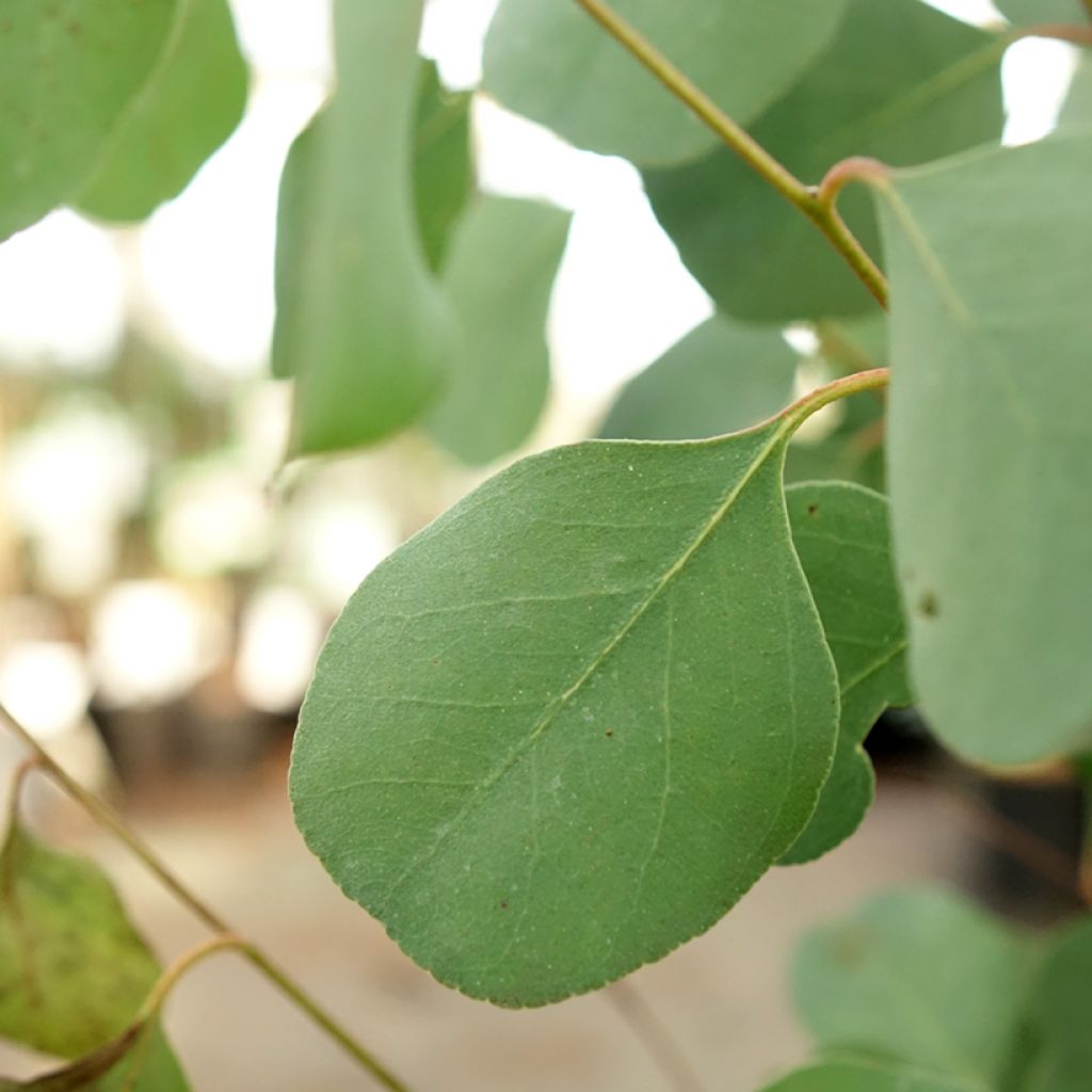 Eucalyptus camphora subsp humeana - Eucalipto de Hume
