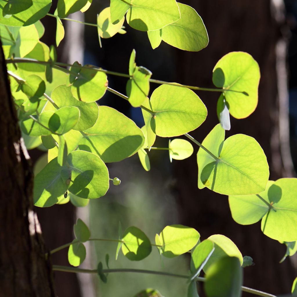 Eucalyptus cinerea Silver Dollar