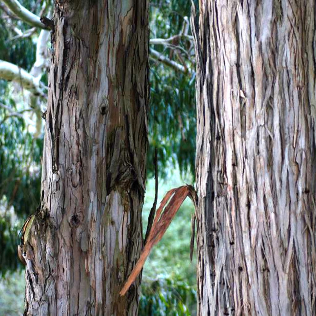 Eucalyptus denticulata - Eucalipto dentado
