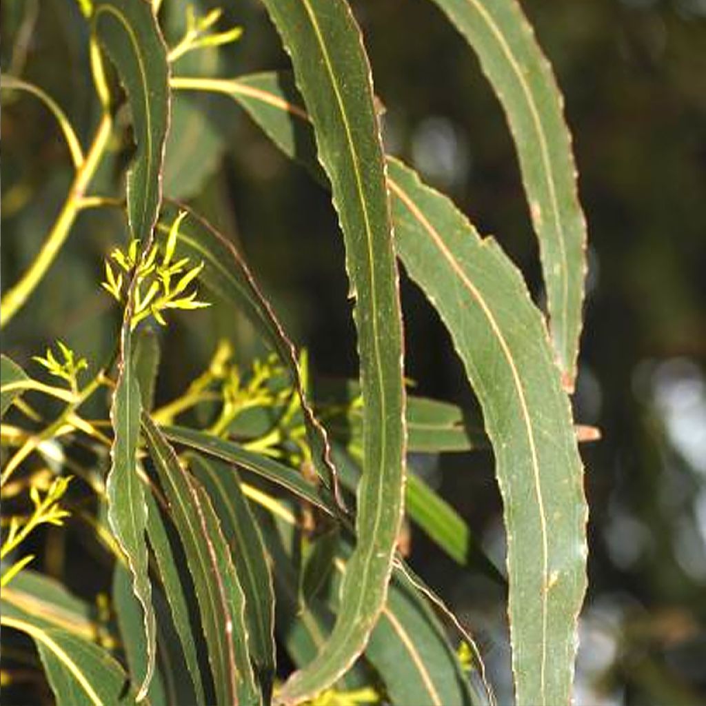 Eucalyptus denticulata - Eucalipto dentado