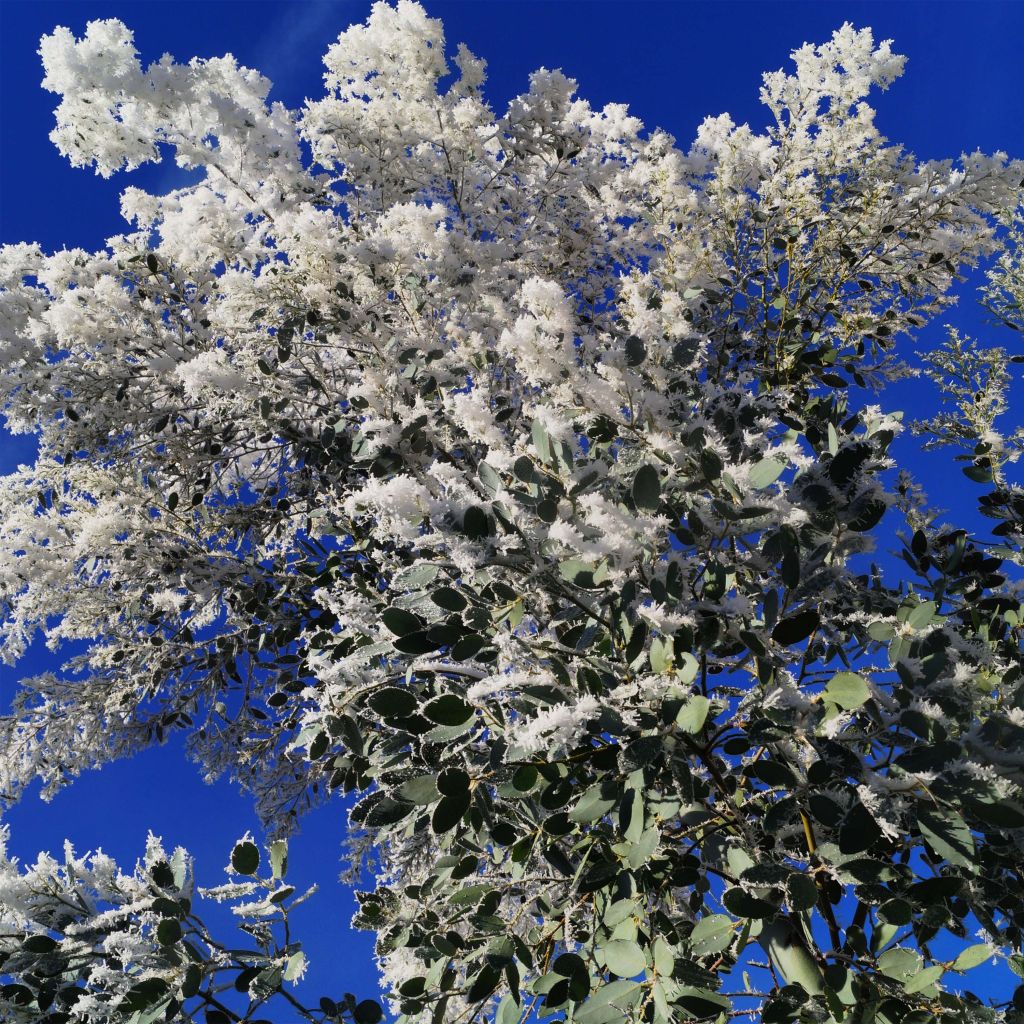 Eucalyptus gunnii Azura Cagire
