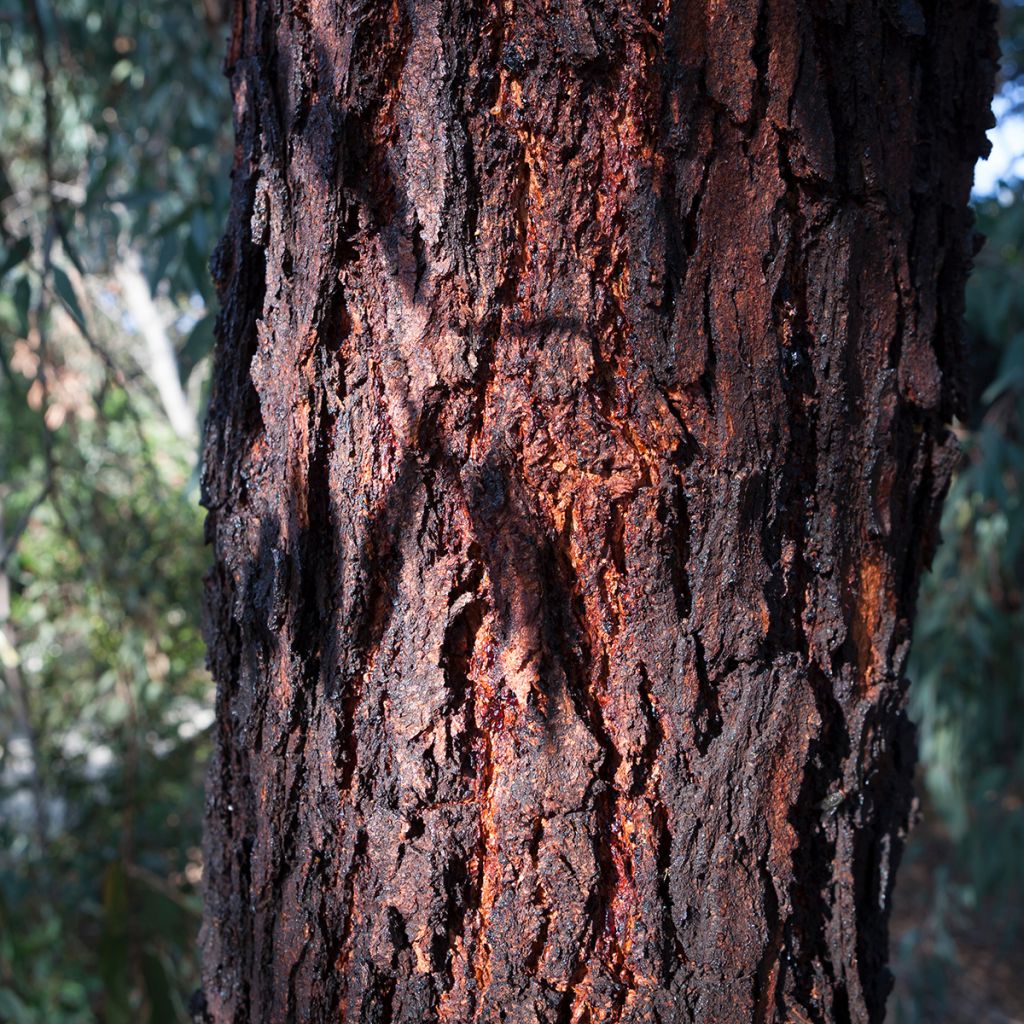 Eucalyptus sideroxylon - Eucalipto de hierro