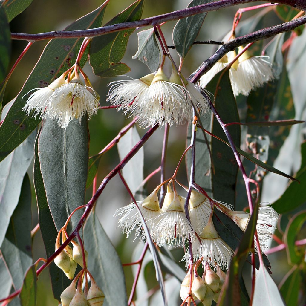 Eucalyptus sideroxylon - Eucalipto de hierro