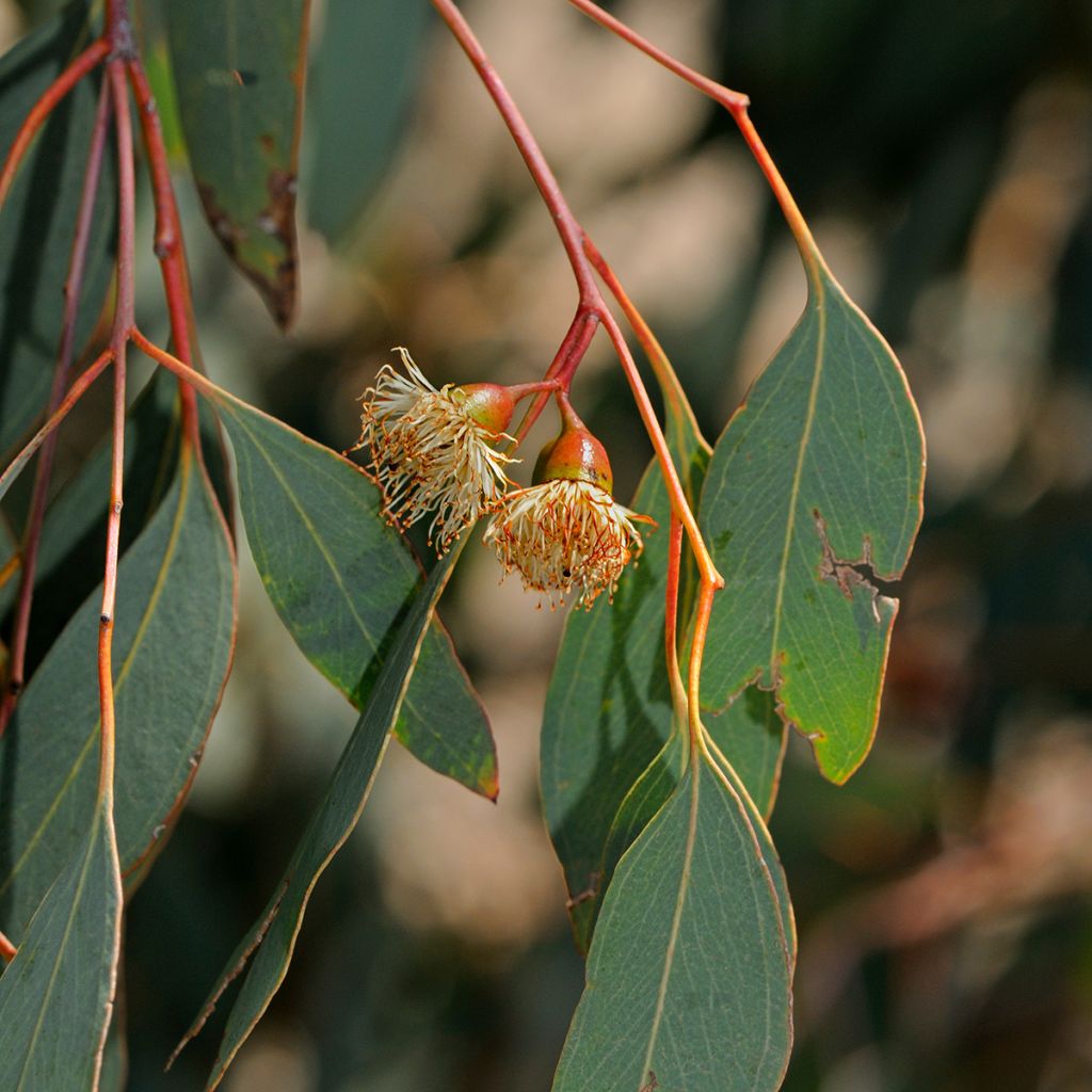 Eucalyptus sideroxylon - Eucalipto de hierro