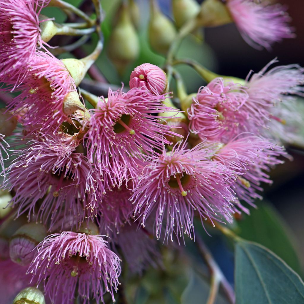 Eucalyptus sideroxylon - Eucalipto de hierro