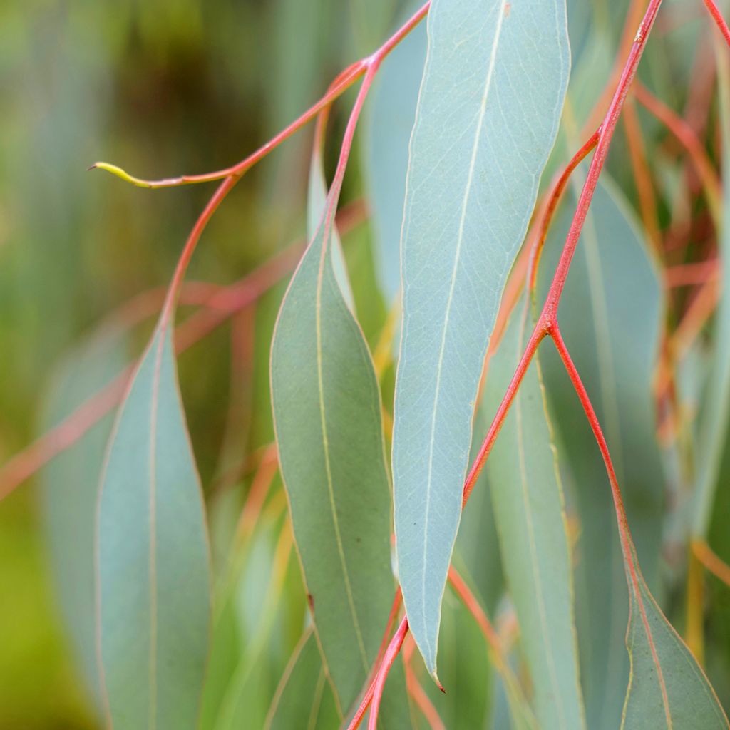 Eucalyptus sideroxylon - Eucalipto de hierro