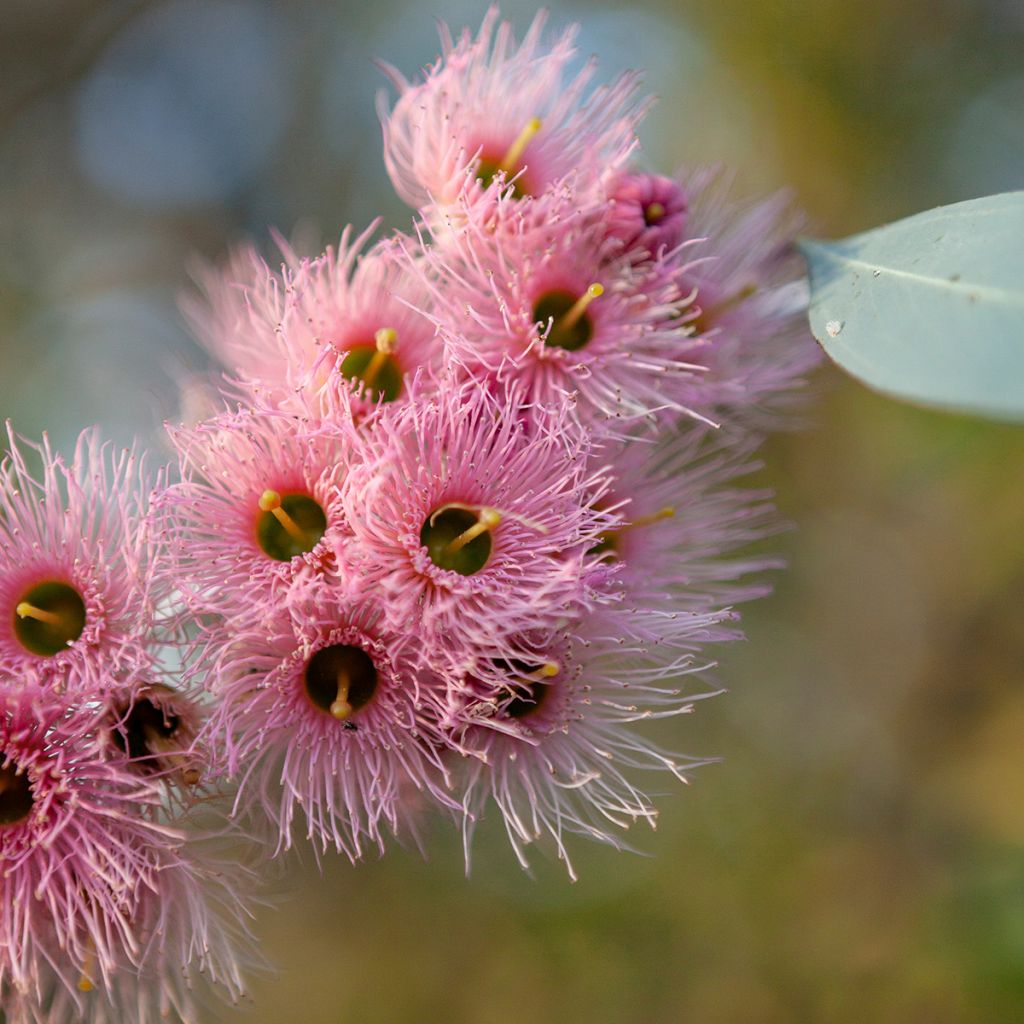 Eucalyptus sideroxylon - Eucalipto de hierro