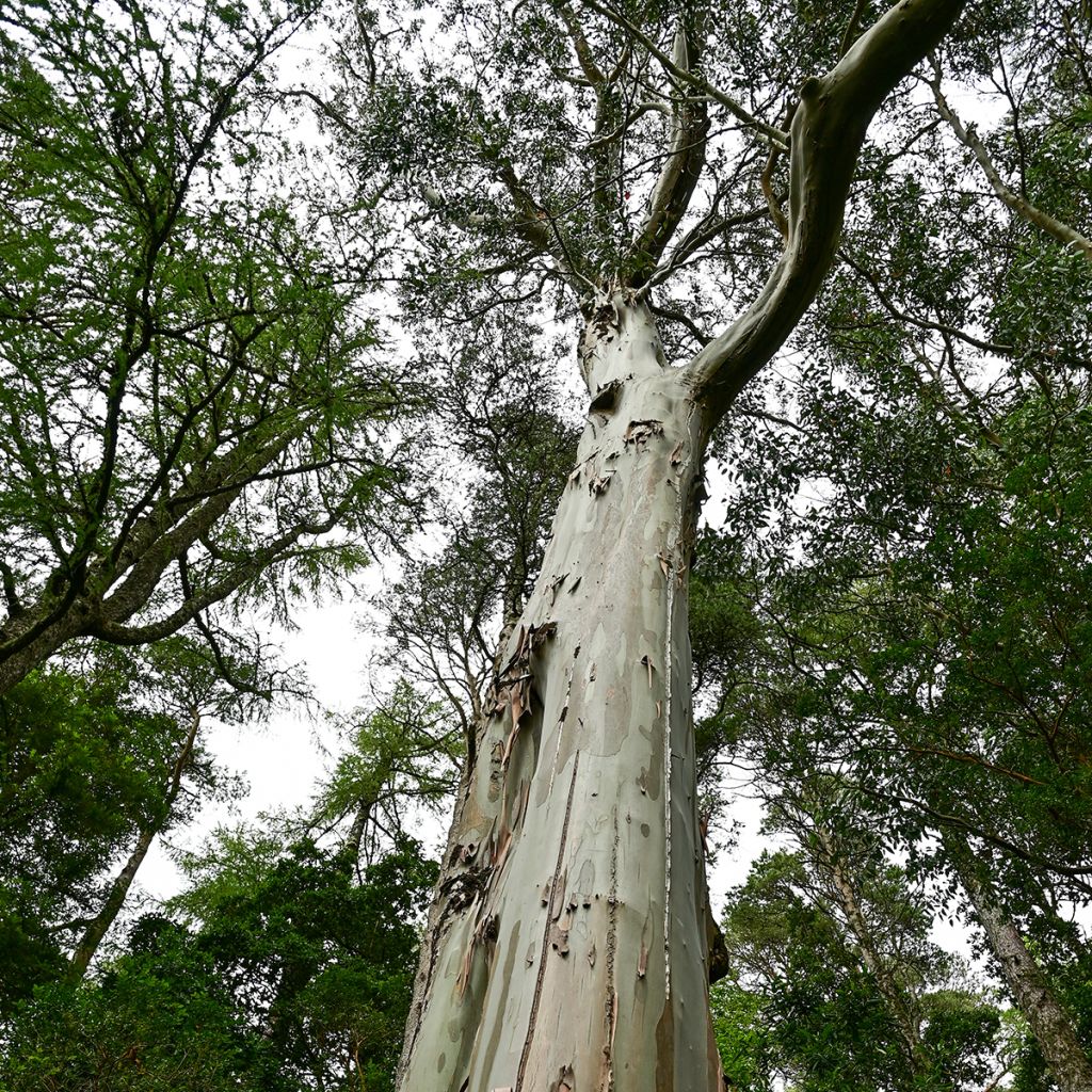 Eucalyptus regnans (semillas)