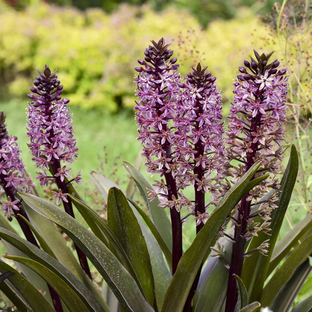 Eucomis Purple Reign - Flor de la piña