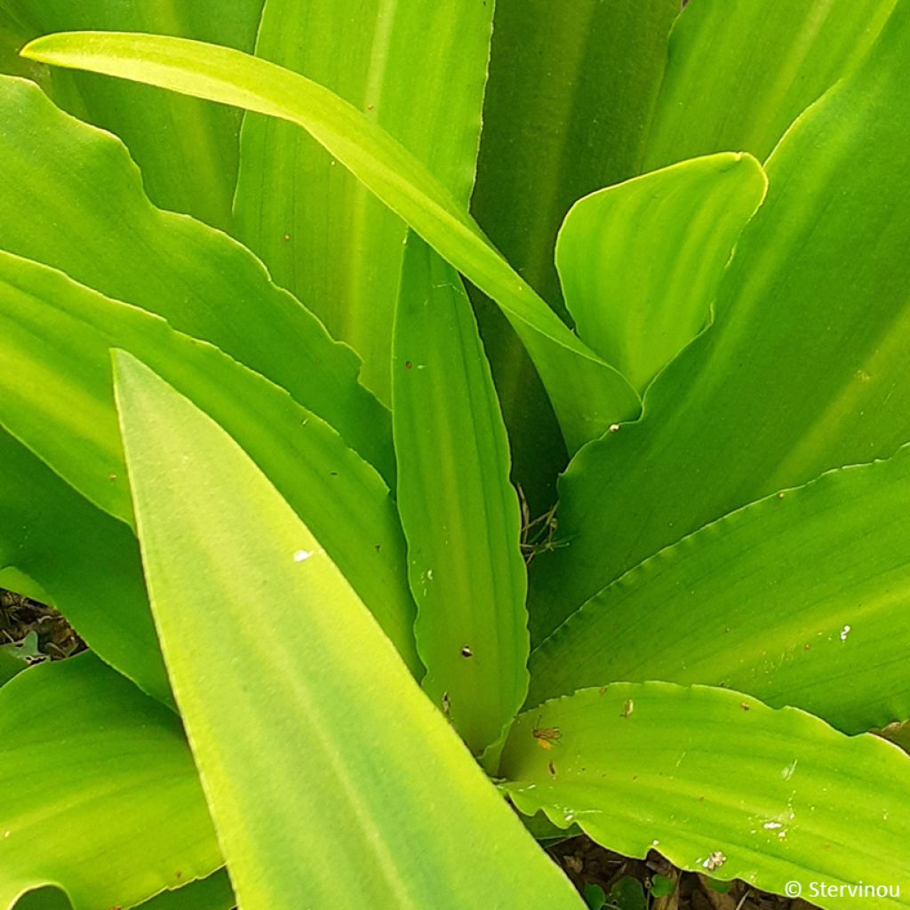 Eucomis comosa Can Can - Flor de la piña, Lirio de la piña