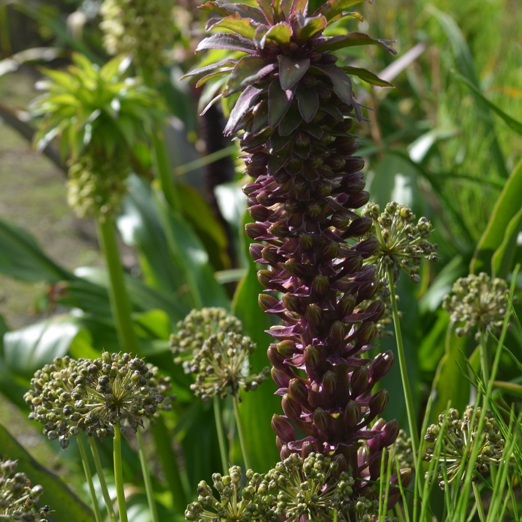 Eucomis comosa Indian Summer - Flor de la piña