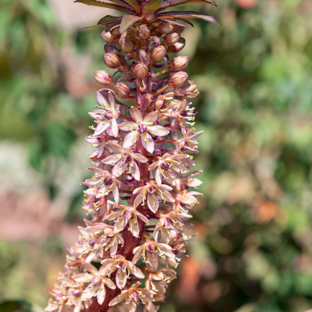 Eucomis comosa Indian Summer - Flor de la piña