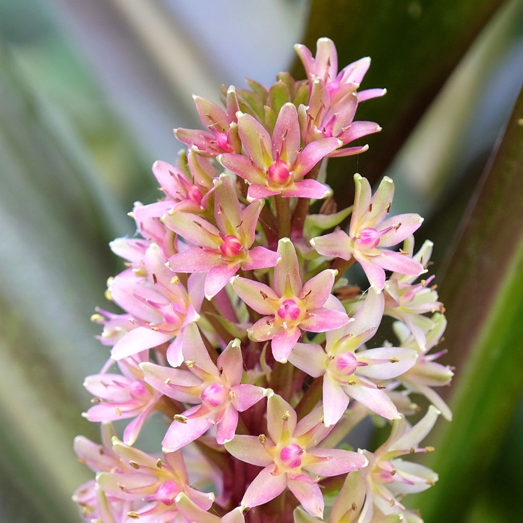 Eucomis comosa Sparkling Burgundy - Flor de la piña