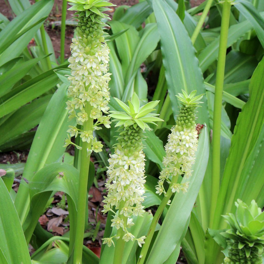 Eucomis comosa Tugela Jade - Flor de la piña