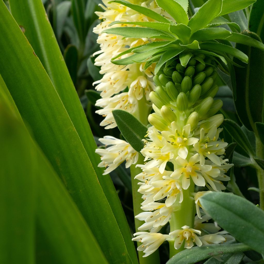 Eucomis comosa Tugela Jade - Flor de la piña