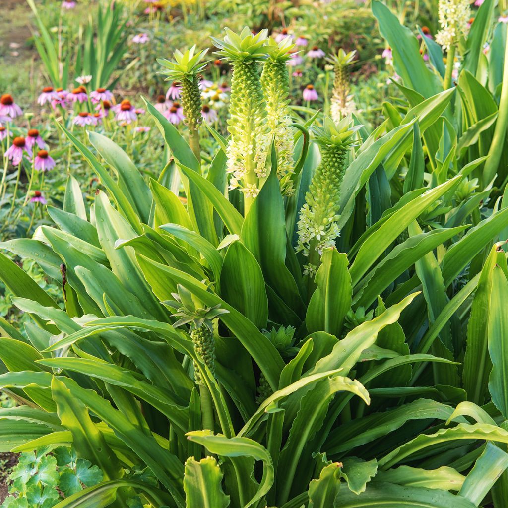 Eucomis comosa Tugela Jade - Flor de la piña