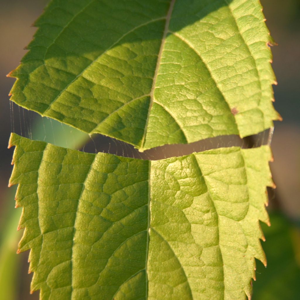 Eucommia ulmoides - árbol de la gutapercha