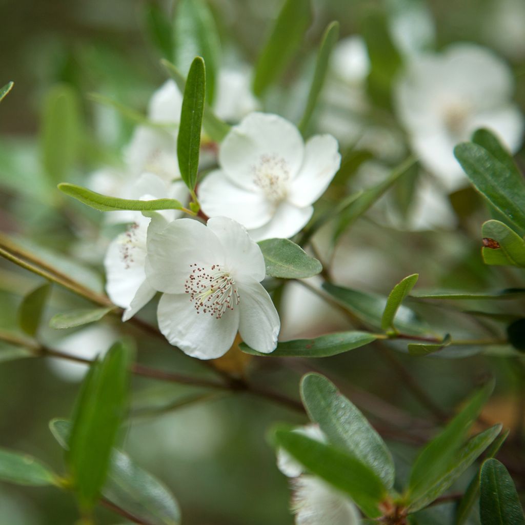 Eucryphia moorei - Palo rosa